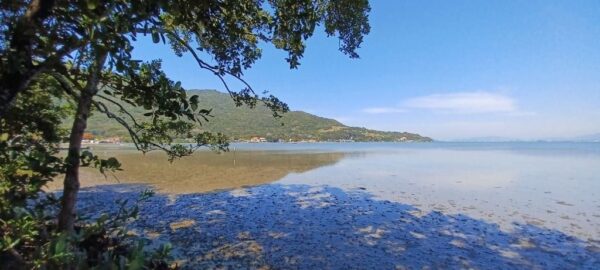 Terreno Residencial à Venda | Ribeirão da Ilha | Florianópolis | TE0045_MMQ - Imagem 12