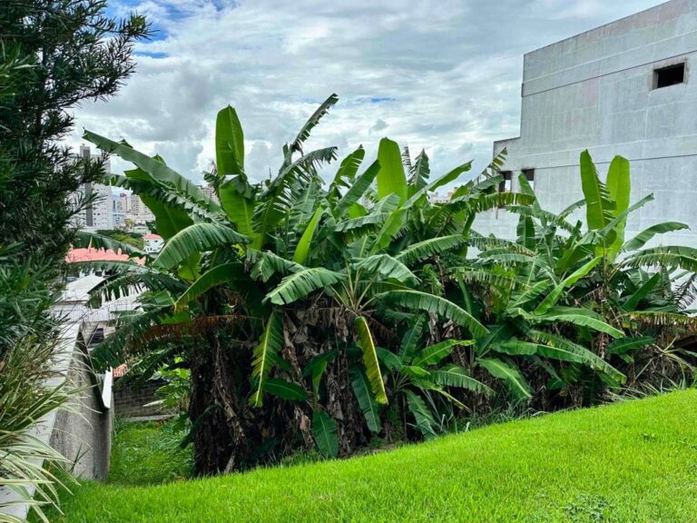 Terreno Residencial à Venda | Estreito | Florianópolis | TE0074_MMQ