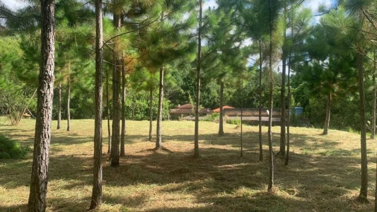 Terreno Residencial à Venda | Ratones | Florianópolis | TE0149_MMQ